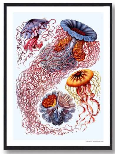 Ocean 6 plakat: A vintage-style nature print featuring colorful jellyfish illustrations in red, orange, blue, and grey tones.