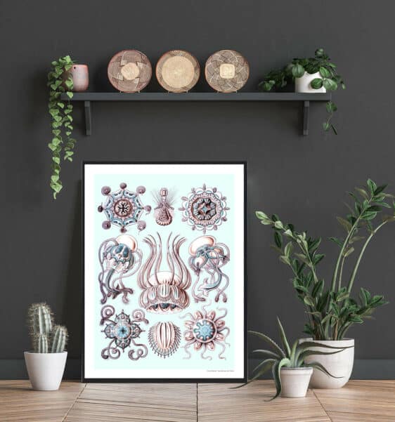 Ocean 6 plakat: Vintage-style nature art print with detailed drawings of jellyfish and sea creatures on a light blue background.