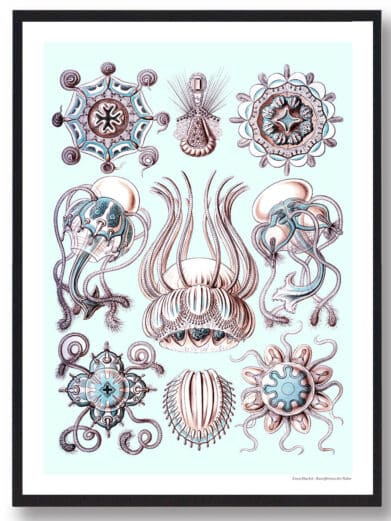 Ocean 6 plakat: Vintage-style illustration of various jellyfish and sea organisms in soft blues, pinks, and browns on a light blue background.