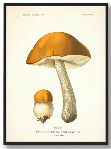 Versipellis svampe plakat: Vintage botanical illustration of two orange-capped mushrooms, detailed texture, perfect for naturplakater.