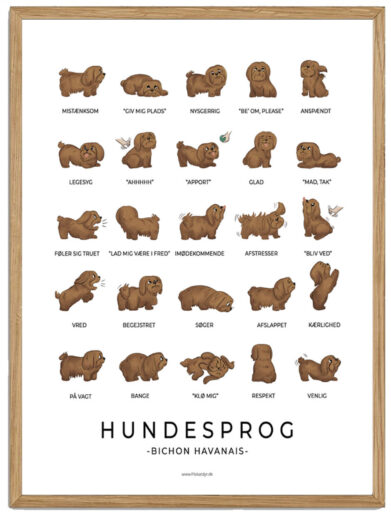 Bichon Havanais - mørkebrun Hundesprog plakat
