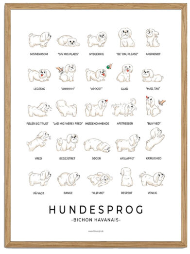 Bichon Havanais - Hundesprog plakat