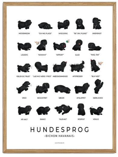 Bichon Havanais - Sort Hundesprog plakat