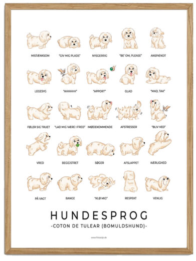 Coton de Tulear - Bomuldshund plakat - Hundesprog