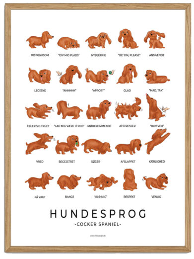 Cocker spaniel - Hundesprog plakat