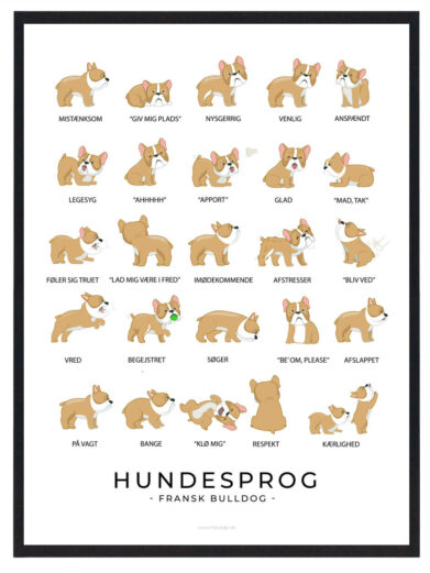 Plakat som viser din franske bulldog hundesprog. Forstå din franske bulldog bedre med denne plakat