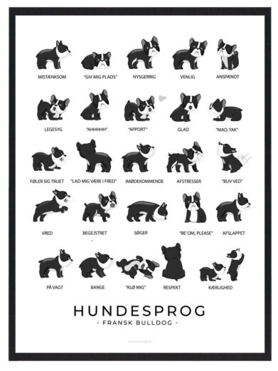 På fransk bulldog hundeplakaten ses flere franske bulldogs. Hundeplakaten har en hvid baggrund. Der står fransk bulldog hundesprog på plakaten fordi den viser hvordan franske bulldogs opfører sig ved de forskellige følelser.