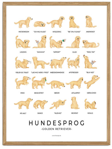 Golden Retriever plakat - Hundesprog