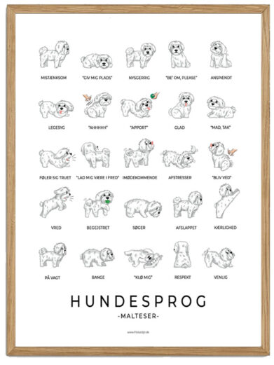 Malteser plakat - Hundesprog