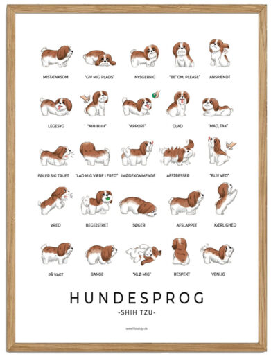 Shih Tzu plakat - Hundesprog