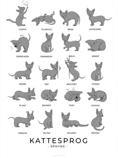 Kattesprog - grå Sphynx katte plakat