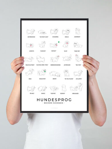 Plakat som viser din Bichon Havanais' hundesprog. Forstå din Bichon Havanais bedre med denne plakat