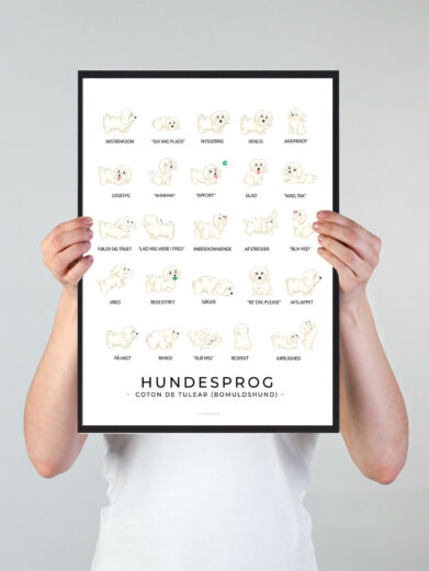Plakat som viser din bomuldshunds hundesprog. Forstå din bomuldshund bedre med denne plakat