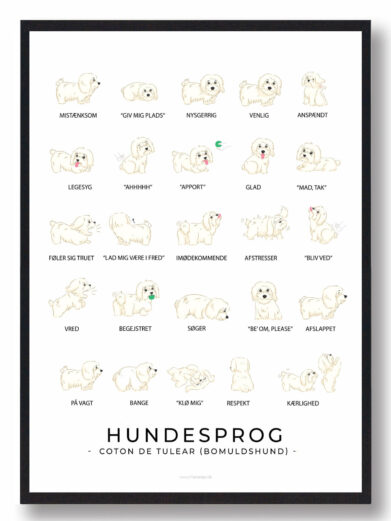 Plakat som viser din bomuldshunds hundesprog. Forstå din bomuldshund bedre med denne plakat