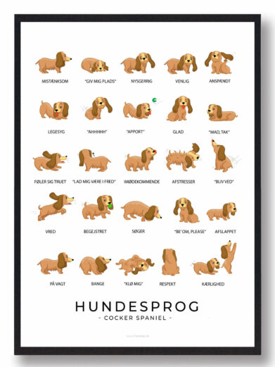 Plakat som viser din Cocker Spaniel hundesprog. Forstå din Cocker Spaniel bedre med denne plakat