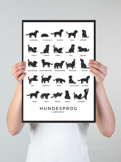 Plakat som viser din labradors hundesprog. Forstå din labrador bedre med denne plakat