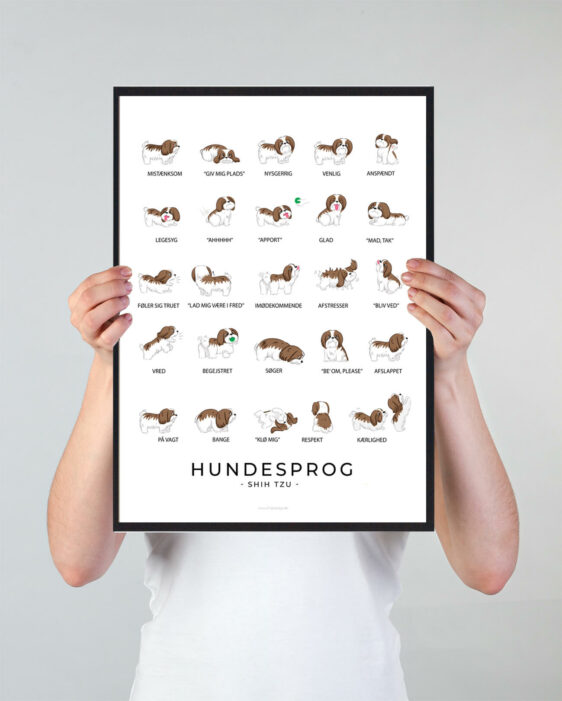 Plakat som viser din shit zhu hundesprog. Forstå din shit zhu hund bedre med denne plakat