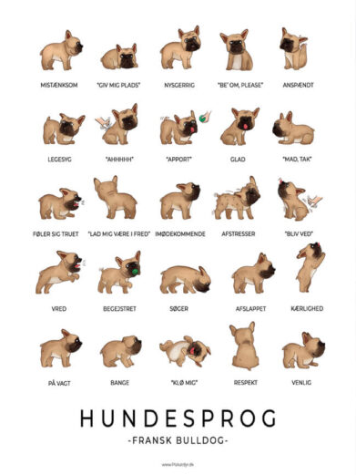 Fransk Bulldog plakat - Hundesprog