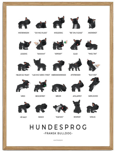 Fransk Bulldog sort plakat - Hundesprog