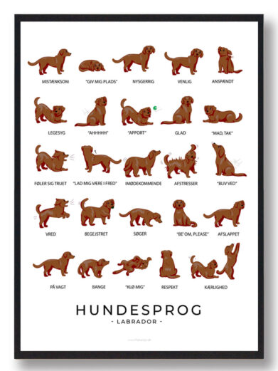 Plakat med labradors hundesprog. Forstå labradoren bedre med denne plakat