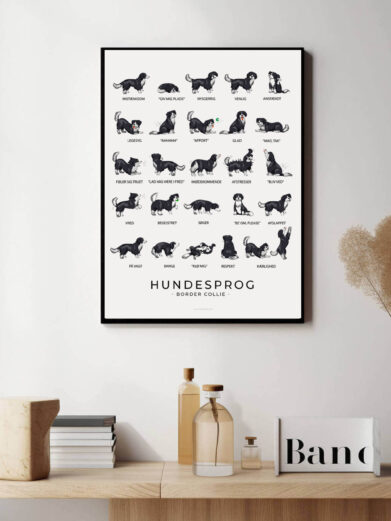 Border Collie hundesprogsplakat. Søde plakat med Border Collie som passer perfekt i hjemmet hvor der bor en Border Collie