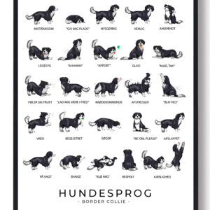 Border Collie plakat - Hundesprog