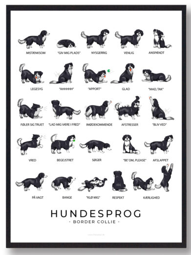 Hundesprogsplakat med Border Collie hund. Sød plakat som fortællere mere om din Border Collie