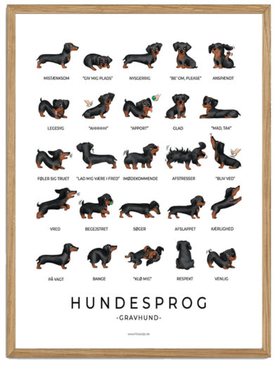 Gravhund sort plakat - Hundesprog