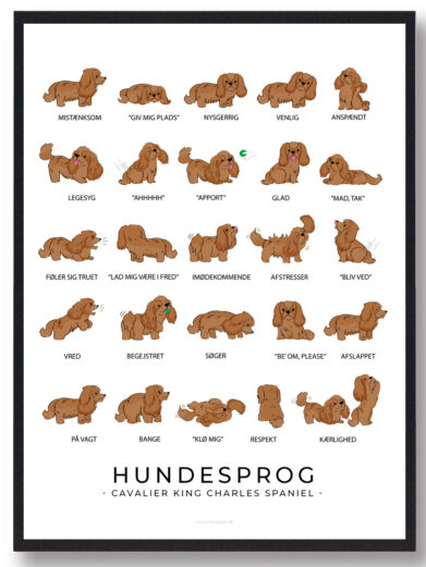 Hundesprogsplakat med King Charles Spaniel hund. Sød plakat som fortællere mere om din King Charles Spaniel