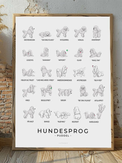 Hundesprogsplakat med en hvid Puddel, der viser, hvordan denne elegante og intelligente hund kommunikerer gennem detaljerede kropssignaler.
