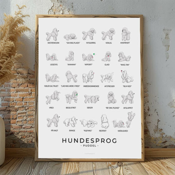 Hundesprogsplakat med en hvid Puddel, der viser, hvordan denne elegante og intelligente hund kommunikerer gennem detaljerede kropssignaler.