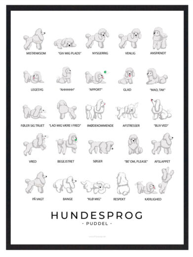 Lær din hvide Puddel bedre at kende med en plakat, der tydeligt viser dens kropssignaler og hjælper med at skabe stærkere bånd.