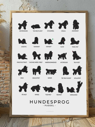 Hundesprogsplakat med en sort Puddel, der fremhæver racens intelligente og elegante kropssprog, perfekt til hundeejere, der ønsker at forstå deres firbenede ven bedre.