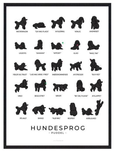 Fang din Puddels unikke kropssprog med en informativ plakat, der guider dig til at forstå din hunds adfærd og følelsesmæssige udtryk.
