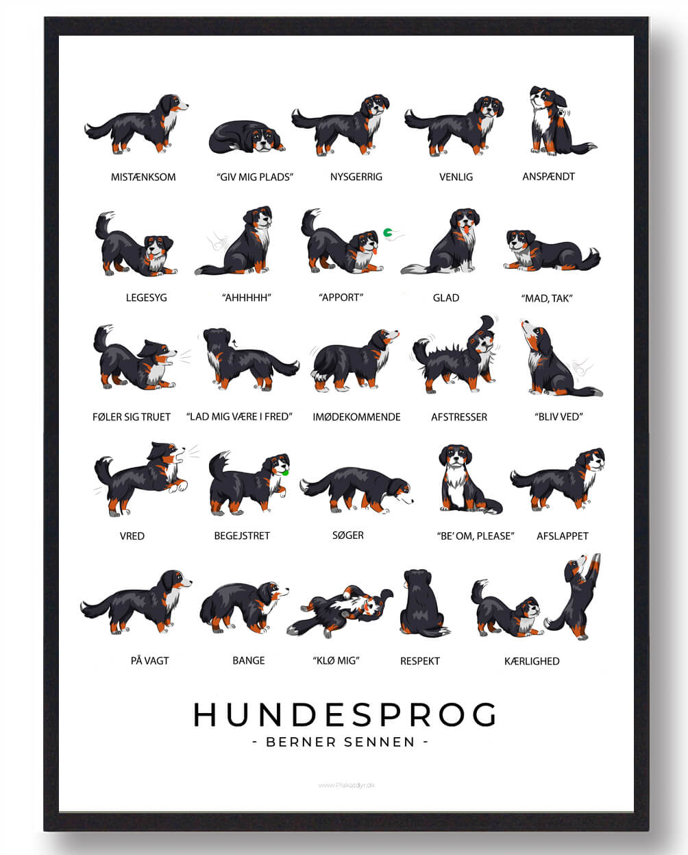 Berner Sennen - Hundesprog plakat