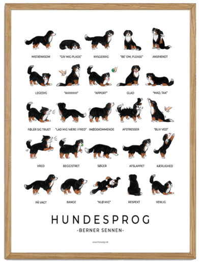 Berner Sennen - Hundesprog plakat