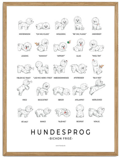 Bichon Frisé - Hundesprog plakat
