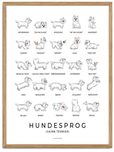 Cairn Terrier - hvid hundesprog plakat
