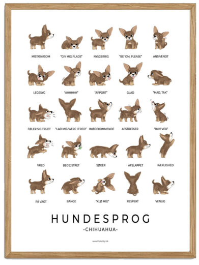 Chihuahua - Hundesprog plakat