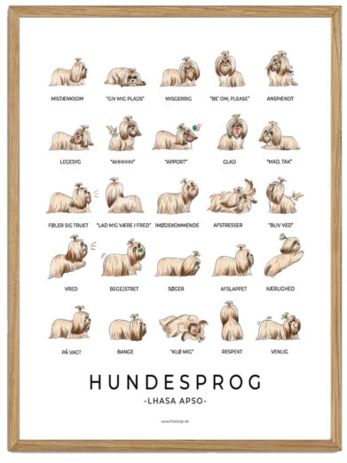 Lhasa Apso - Hundesprog plakat (langhåret)