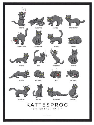 Kattesprog - British shorthair plakat