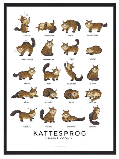 Kattesprog - Maine Coon plakat