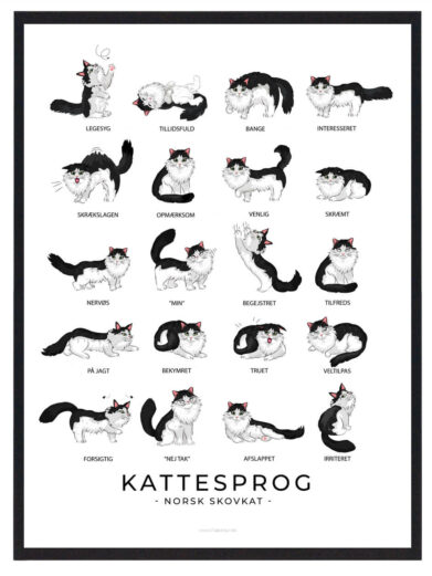 Kattesprog - Norsk skovkat plakat