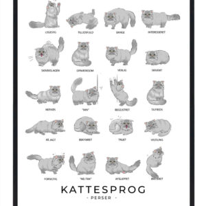 Kattesprog - Perser kat grå plakat