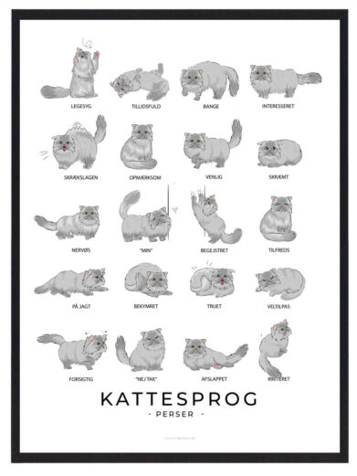 Kattesprog - Perser kat grå plakat