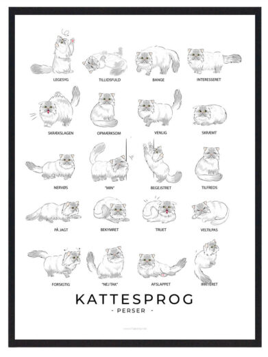 Kattesprog - Perser kat hvid plakat