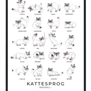 Kattesprog - Ragdoll katte plakat