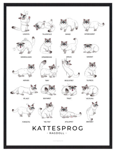 Kattesprog - Ragdoll katte plakat