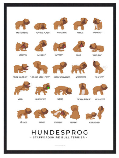 På staffordshire terrier hundeplakaten ses flere staffordshire terrier. Hundeplakaten har en hvid baggrund. Der står staffordshire terrier hundesprog på plakaten fordi den viser hvordan staffordshire terrier opfører sig ved de forskellige følelser.