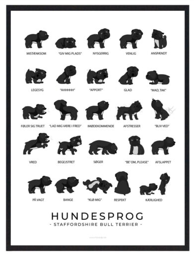 På staffordshire terrier hundeplakaten ses flere staffordshire terrier. Hundeplakaten har en hvid baggrund. Der står staffordshire terrier hundesprog på plakaten fordi den viser hvordan staffordshire terrier opfører sig ved de forskellige følelser.